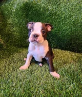 Rocky, a male Boston Terrier for sale in Fresno, CA – 6 of 7