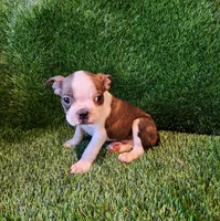 Max, a male Boston Terrier for sale in Fresno, CA – 4 of 7