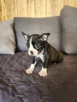 Zully , a female Boston Terrier for sale in Fresno, CA – 5 of 5