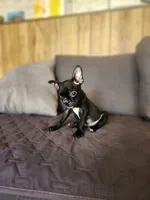 Emma, a female Boston Terrier and French Bulldog for sale in Fresno, CA – 4 of 5