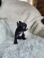 Bella, a female Boston Terrier for sale in Fresno, CA – 3 of 7