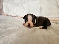 Baby, a female Boston Terrier for sale in Fresno, CA – 3 of 6