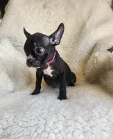 Bella , a female Boston Terrier and French Bulldog for sale in Fresno, CA – 3 of 7