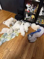 Dahlia, a female Great Pyrenees for sale in Arnold, MO – 3 of 4