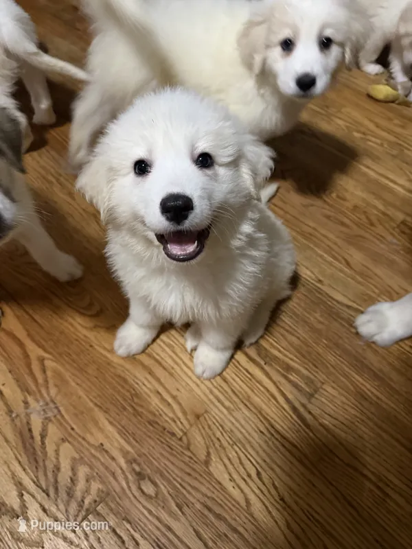Rosie – Great Pyrenees puppy for sale in Arnold, MO