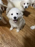 Rosie, a female Great Pyrenees for sale in Arnold, MO – 1 of 6