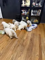 Rosie, a female Great Pyrenees for sale in Arnold, MO – 4 of 4