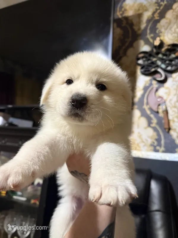 Daffodil  – Great Pyrenees puppy for sale in Arnold, MO