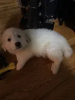 Rosie, a female Great Pyrenees for sale in Arnold, MO – 4 of 6