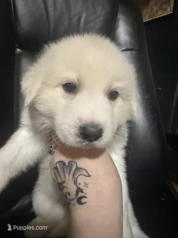 Petunia – Great Pyrenees puppy for sale in Arnold, MO