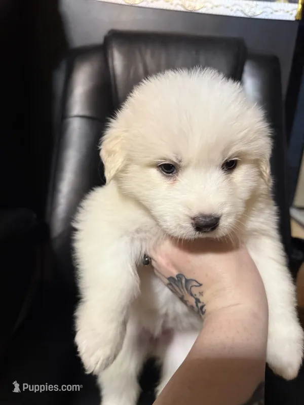 Ivy – Great Pyrenees puppy for sale in Arnold, MO