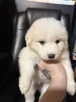 Ivy, a female Great Pyrenees for sale in Arnold, MO – 1 of 4