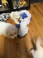 Ivy, a female Great Pyrenees for sale in Arnold, MO – 3 of 4