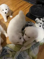 Hagrid, a male Great Pyrenees for sale in Arnold, MO – 4 of 4