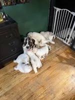 Leia, a female Great Pyrenees for sale in Arnold, MO – 7 of 8