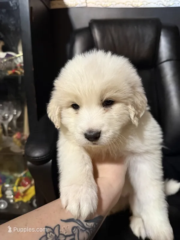 Hulk Smash – Great Pyrenees puppy for sale in Arnold, MO