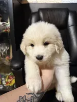 Hulk Smash, a male Great Pyrenees for sale in Arnold, MO – 1 of 5