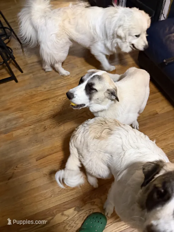 Dottie – Anatolian Shepherd Dog, Great Pyrenees puppy for sale in Arnold, MO