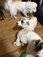 Dottie, a female Anatolian Shepherd Dog and Great Pyrenees for sale in Arnold, MO – 1 of 3