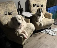 Puff Ball, a female Great Pyrenees for sale in Arnold, MO – 5 of 8