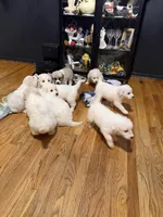 Hulk Smash, a male Great Pyrenees for sale in Arnold, MO – 3 of 5
