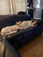 Dottie, a female Anatolian Shepherd Dog and Great Pyrenees for sale in Arnold, MO – 2 of 3