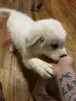 Rosie, a female Great Pyrenees for sale in Arnold, MO – 3 of 6