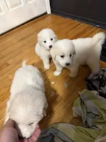 Ivy, a female Great Pyrenees for sale in Arnold, MO – 4 of 4