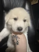 Dahlia, a female Great Pyrenees for sale in Arnold, MO – 1 of 4