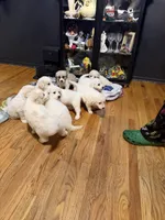 Dahlia, a female Great Pyrenees for sale in Arnold, MO – 4 of 4