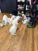 Petunia, a female Great Pyrenees for sale in Arnold, MO – 4 of 4