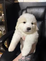 Hagrid, a male Great Pyrenees for sale in Arnold, MO – 1 of 4