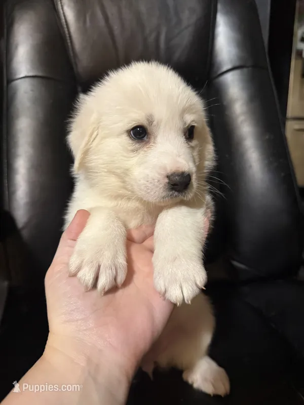 Lavander – Great Pyrenees puppy for sale in Arnold, MO