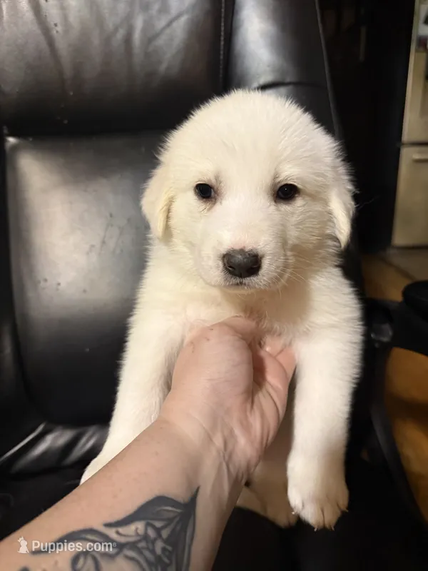 Rosie – Great Pyrenees puppy for sale in Arnold, MO