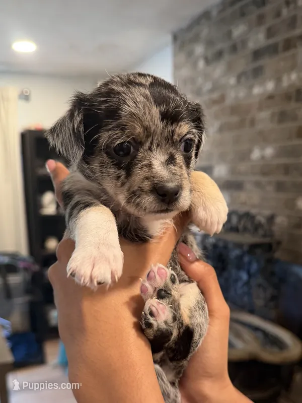 Chloe – Chipoo puppy for sale in Mukilteo, WA