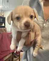 Caramel, a male Chipoo for sale in Mukilteo, WA – 1 of 1