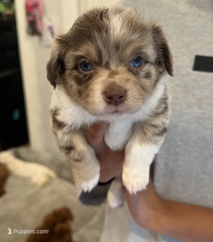 Rubble – Chipoo puppy for sale in Mukilteo, WA