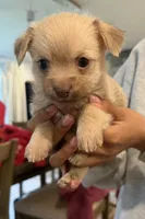 Angel, a female Chipoo for sale in Mukilteo, WA – 1 of 1