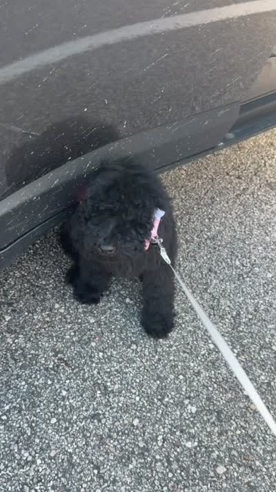 Nova, a female Goldendoodle for sale in Jacksonville, FL – 5 of 5