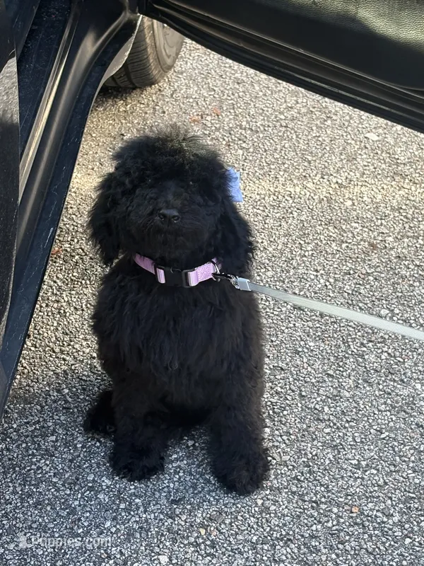 Nova – Goldendoodle puppy for sale in Jacksonville, FL