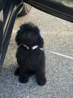 Nova, a female Goldendoodle for sale in Jacksonville, FL – 1 of 5
