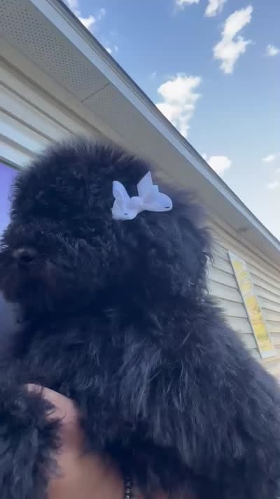 Nova, a female Goldendoodle for sale in Jacksonville, FL – 3 of 5