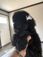 Nova, a female Goldendoodle for sale in Jacksonville, FL – 2 of 5