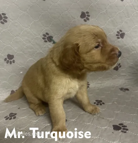 Mr. Turquoise Golden Retriever – Golden Retriever puppy for sale in Buna, TX