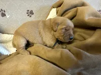 Mr. Black, a male Golden Retriever for sale in Buna, TX – Photo 3 of 3