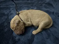 Mr. Black, a male Golden Retriever for sale in Buna, TX – Photo 2 of 3