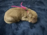 Ms. Pink, a female Golden Retriever for sale in Buna, TX – Photo 4 of 5