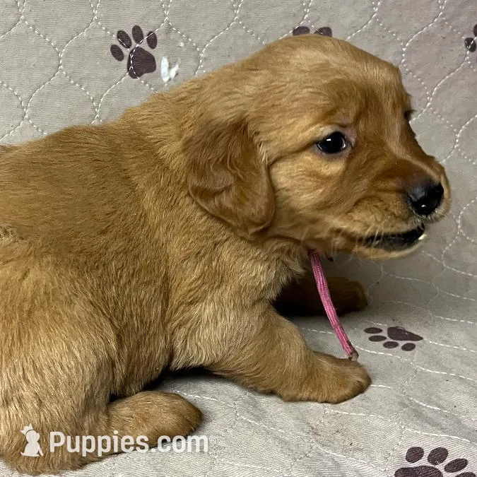 Ms. Pink, a female Golden Retriever for sale in Buna, TX – Photo 2 of 5