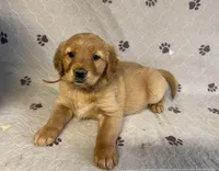 Ms. Pink, a female Golden Retriever for sale in Buna, TX – Photo 1 of 5