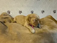 Ms. Pink, a female Golden Retriever for sale in Buna, TX – Photo 5 of 5